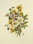 Holly, Winter Jasmine, Heath and Mistletoe-Ursula Hodgson-Framed Stretched Canvas