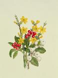 Holly, Winter Jasmine, Heath and Mistletoe-Ursula Hodgson-Mounted Giclee Print