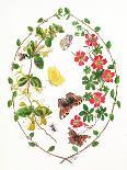 Holly, Winter Jasmine, Heath and Mistletoe-Ursula Hodgson-Stretched Canvas