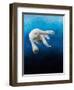 Ursus maritimus 1, 2010-Odile Kidd-Framed Giclee Print