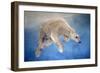 Ursus maritimus 2-Odile Kidd-Framed Giclee Print