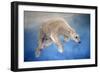 Ursus maritimus 2-Odile Kidd-Framed Giclee Print