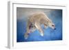 Ursus maritimus 2-Odile Kidd-Framed Giclee Print