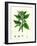 Urtica Dioica Common Nettle-null-Framed Giclee Print