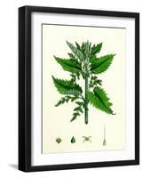 Urtica Dioica Common Nettle-null-Framed Giclee Print