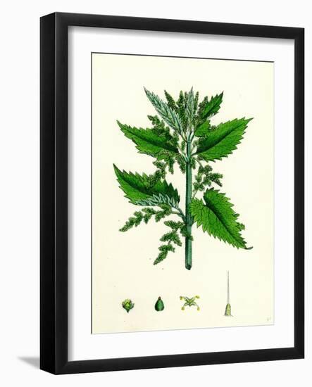 Urtica Dioica Common Nettle-null-Framed Giclee Print