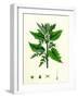 Urtica Dioica Common Nettle-null-Framed Giclee Print