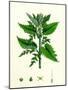 Urtica Dioica Common Nettle-null-Mounted Giclee Print