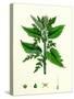 Urtica Dioica Common Nettle-null-Stretched Canvas