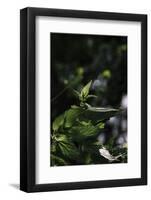 Urtica in the summer sun,-Nadja Jacke-Framed Photographic Print