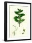 Urtica Urens Small Nettle-null-Framed Giclee Print