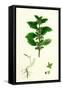 Urtica Urens Small Nettle-null-Framed Stretched Canvas