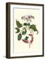 Urucu Tree a Phidias Firetip Butterfly-Maria Sibylla Merian-Framed Art Print