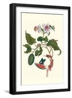 Urucu Tree a Phidias Firetip Butterfly-Maria Sibylla Merian-Framed Art Print