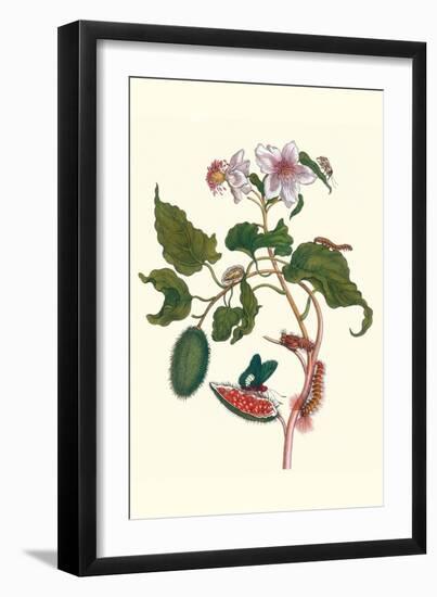 Urucu Tree a Phidias Firetip Butterfly-Maria Sibylla Merian-Framed Art Print