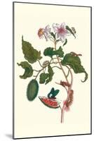 Urucu Tree a Phidias Firetip Butterfly-Maria Sibylla Merian-Mounted Art Print