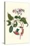 Urucu Tree a Phidias Firetip Butterfly-Maria Sibylla Merian-Stretched Canvas