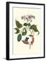 Urucu Tree a Phidias Firetip Butterfly-Maria Sibylla Merian-Framed Art Print