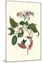 Urucu Tree a Phidias Firetip Butterfly-Maria Sibylla Merian-Mounted Art Print
