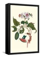 Urucu Tree a Phidias Firetip Butterfly-Maria Sibylla Merian-Framed Stretched Canvas