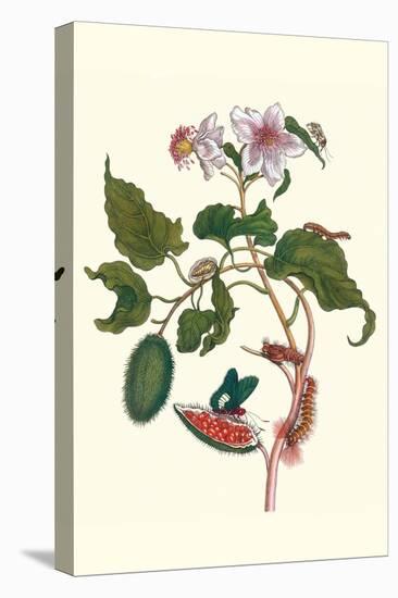 Urucu Tree a Phidias Firetip Butterfly-Maria Sibylla Merian-Stretched Canvas
