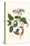 Urucu Tree a Phidias Firetip Butterfly-Maria Sibylla Merian-Stretched Canvas