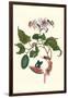 Urucu Tree a Phidias Firetip Butterfly-Maria Sibylla Merian-Framed Art Print