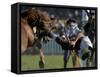 Uruguayan Gaucho, or Cowboy, Falls from a Horse During a Rodeo in Montevideo-null-Framed Stretched Canvas