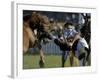 Uruguayan Gaucho, or Cowboy, Falls from a Horse During a Rodeo in Montevideo-null-Framed Photographic Print