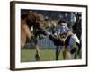Uruguayan Gaucho, or Cowboy, Falls from a Horse During a Rodeo in Montevideo-null-Framed Photographic Print