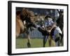 Uruguayan Gaucho, or Cowboy, Falls from a Horse During a Rodeo in Montevideo-null-Framed Photographic Print