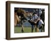 Uruguayan Gaucho, or Cowboy, Falls from a Horse During a Rodeo in Montevideo-null-Framed Photographic Print