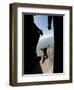 US Air Force Academy Parachute Team Jumps Out of an Aircraft over Nellis Air Force Base, Nevada-null-Framed Photographic Print