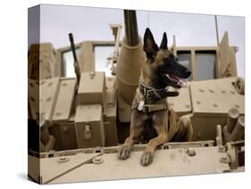US Air Force Military Working Dog Sits on a US Army M2A3 Bradley Fighting Vehicle-Stocktrek Images-Stretched Canvas