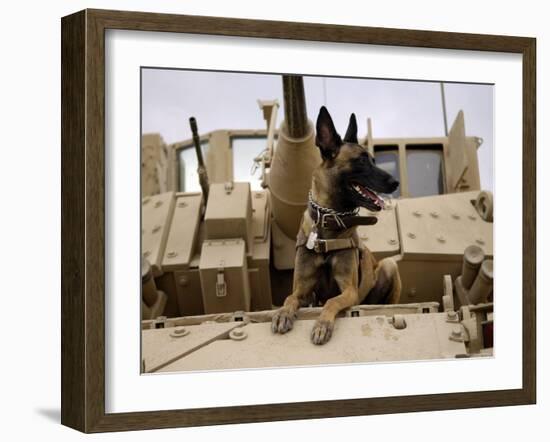 US Air Force Military Working Dog Sits on a US Army M2A3 Bradley Fighting Vehicle-Stocktrek Images-Framed Premium Photographic Print
