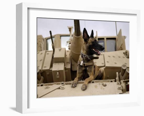 US Air Force Military Working Dog Sits on a US Army M2A3 Bradley Fighting Vehicle-Stocktrek Images-Framed Premium Photographic Print