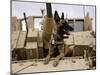 US Air Force Military Working Dog Sits on a US Army M2A3 Bradley Fighting Vehicle-Stocktrek Images-Mounted Premium Photographic Print