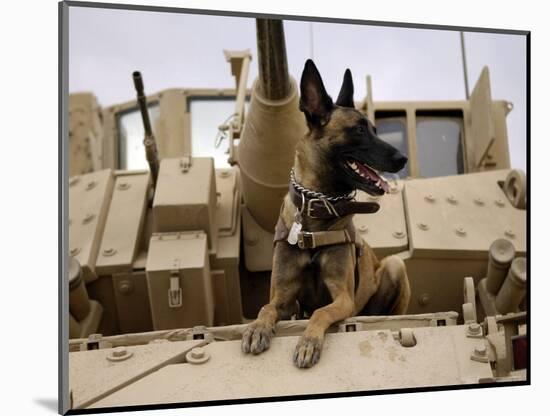 US Air Force Military Working Dog Sits on a US Army M2A3 Bradley Fighting Vehicle-Stocktrek Images-Mounted Photographic Print