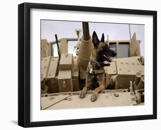 US Air Force Military Working Dog Sits on a US Army M2A3 Bradley Fighting Vehicle-Stocktrek Images-Framed Photographic Print