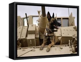 US Air Force Military Working Dog Sits on a US Army M2A3 Bradley Fighting Vehicle-Stocktrek Images-Framed Stretched Canvas