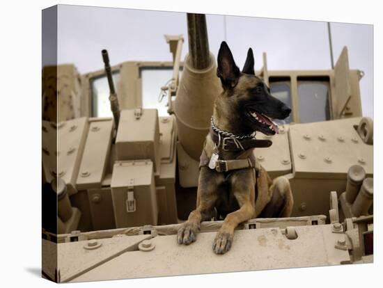 US Air Force Military Working Dog Sits on a US Army M2A3 Bradley Fighting Vehicle-Stocktrek Images-Stretched Canvas