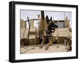 US Air Force Military Working Dog Sits on a US Army M2A3 Bradley Fighting Vehicle-Stocktrek Images-Framed Photographic Print