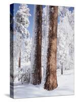 Us, Ca, Cleveland Nf, Laguna Mts, Woodpecker Holes on Ponderosa Pine-Christopher Talbot Frank-Stretched Canvas