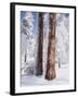 Us, Ca, Cleveland Nf, Laguna Mts, Woodpecker Holes on Ponderosa Pine-Christopher Talbot Frank-Framed Premium Photographic Print