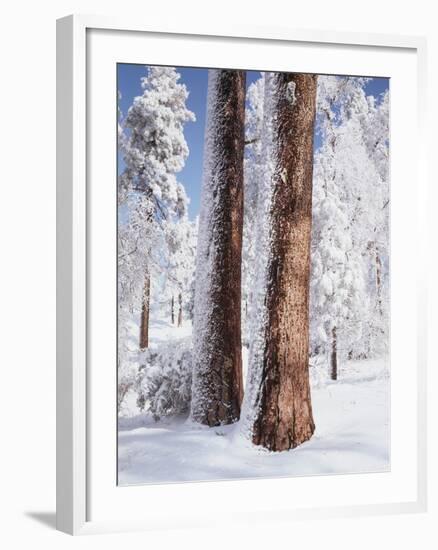 Us, Ca, Cleveland Nf, Laguna Mts, Woodpecker Holes on Ponderosa Pine-Christopher Talbot Frank-Framed Photographic Print