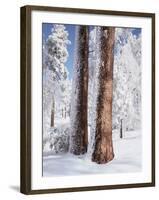 Us, Ca, Cleveland Nf, Laguna Mts, Woodpecker Holes on Ponderosa Pine-Christopher Talbot Frank-Framed Photographic Print