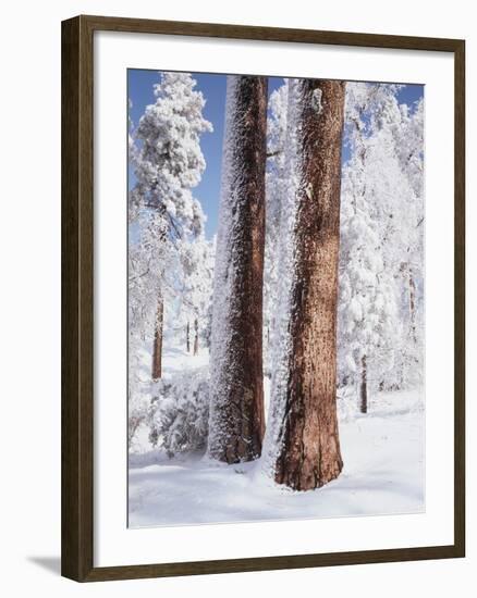 Us, Ca, Cleveland Nf, Laguna Mts, Woodpecker Holes on Ponderosa Pine-Christopher Talbot Frank-Framed Photographic Print