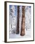 Us, Ca, Cleveland Nf, Laguna Mts, Woodpecker Holes on Ponderosa Pine-Christopher Talbot Frank-Framed Photographic Print