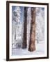 Us, Ca, Cleveland Nf, Laguna Mts, Woodpecker Holes on Ponderosa Pine-Christopher Talbot Frank-Framed Photographic Print