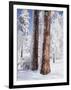 Us, Ca, Cleveland Nf, Laguna Mts, Woodpecker Holes on Ponderosa Pine-Christopher Talbot Frank-Framed Photographic Print